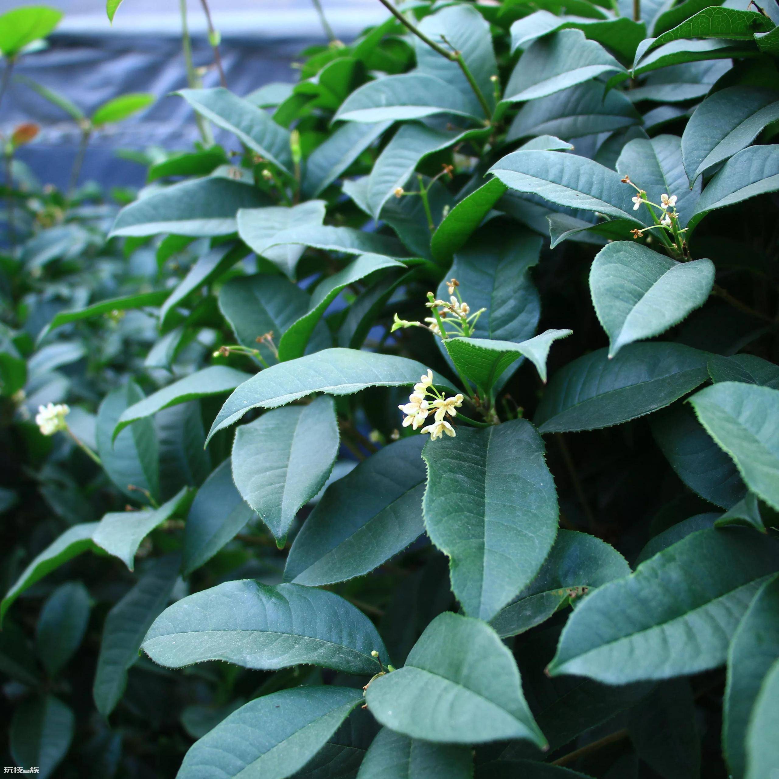 桂花树叶子尖发黄干枯怎么办(桂花黄叶的原因及处理方法)-图片5